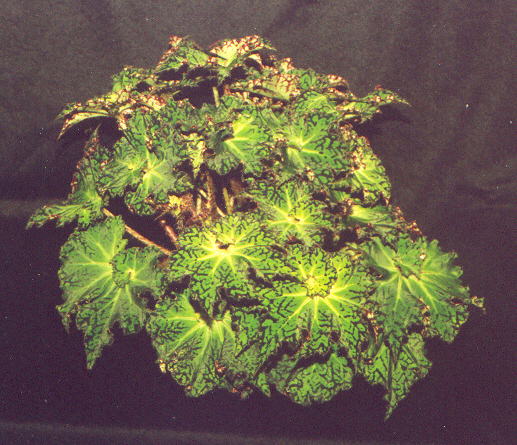 B. ‘Shamus’